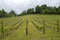 Vineyards in Oltrepo Pavese, italy, at springtime