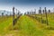 Vineyards organized into rows on flat plain