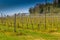 Vineyards organized into rows on flat plain