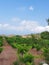 Vineyards at Pafos in Cyprus Republic