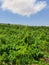 Vineyards at Pafos in Cyprus Republic