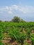 Vineyards at Pafos in Cyprus Republic