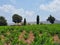 Vineyards at Pafos in Cyprus Republic