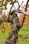 Vineyards in the Palatinate Forest in fall autumn colorfull