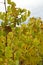 Vineyards in the Palatinate Forest in fall autumn colorfull