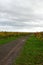 Vineyards in the Palatinate Forest in fall autumn colorfull