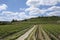 Vineyards at the Palatinate wine region in Germany