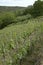 Vineyards at the Palatinate wine region in Germany