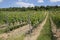 Vineyards at the Palatinate wine region in Germany