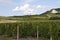Vineyards of Palava
