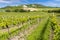 vineyards, Palava, Moravia region, Czech Republic