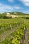 vineyards, Palava, Moravia region, Czech Republic