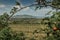 Vineyards, Palava region, South Moravia, Czech Republic.Spring rural landscape of nature with blossoming trees on the green hills.