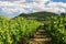 Vineyards Palava, South Moravia, Czech republic