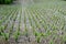 Vineyards panorama