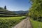 Vineyards in the park of Montevecchia and Curone, Italy, at fall