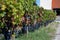 Vineyards in Pauillac village, harvesting works, Haut-Medoc vineyards in Bordeaux, left bank of Gironde Estuary, France, ready to