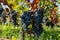 Vineyards in Pauillac village with rows of red Cabernet Sauvignon grape variety of Haut-Medoc vineyards in Bordeaux, left bank of