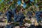 Vineyards in Pauillac village with rows of red Cabernet Sauvignon grape variety of Haut-Medoc vineyards in Bordeaux, left bank of