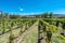 Vineyards in Payogasta in Salta, Argentina.