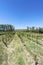 Vineyards in Payogasta in Salta, Argentina