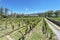 Vineyards in Payogasta in Salta, Argentina