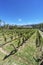 Vineyards in Payogasta in Salta, Argentina.