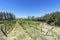 Vineyards in Payogasta in Salta, Argentina.