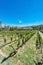 Vineyards in Payogasta in Salta, Argentina.