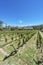 Vineyards in Payogasta in Salta, Argentina.