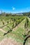 Vineyards in Payogasta in Salta, Argentina.