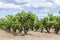 Vineyards in Penedes wine area.