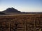 Vineyards with PeÃ±afiel Castle