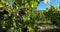 Vineyards, Pic saint Loup, Claret, Occitanie, in France
