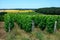 Vineyards of Pouilly-Fume appellation, making of dry white wine from sauvignon blanc grape growing on different types of soils,