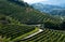 Vineyards for the production of Txakoli in the Talaia mountain, town of Zarautz, Basque Country