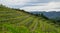 Vineyards for the production of wine, agriculture in Gataria