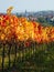 Vineyards in Purbach