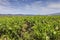 Vineyards in the region of La Rioja