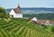 Vineyards in Rheinau, Switzerland