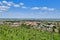 Vineyards in Rhineland-Palatinate