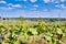 Vineyards in Rhineland-Palatinate