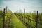 Vineyards in Rhineland Palatinate in early summer