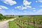 Vineyards in Rhineland-Palatinate, Germany