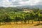 Vineyards between Rieti and Terni