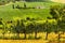 Vineyards between Rieti and Terni