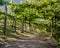 Vineyards in Rio Grande do Sul