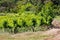 Vineyards in Rio Grande do Sul