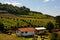 Vineyards in Rio Grande do Sul