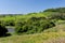 Vineyards in Rio Grande do Sul